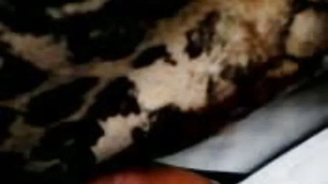الكبار لا التسجيل دبي D ساكس عاربي