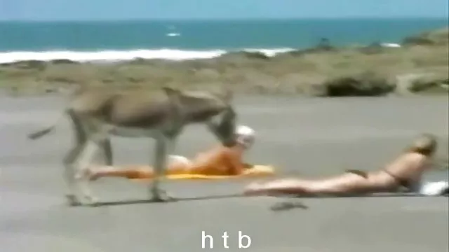 الكبار لا التسجيل T-net ساكس اجنبي مترجم